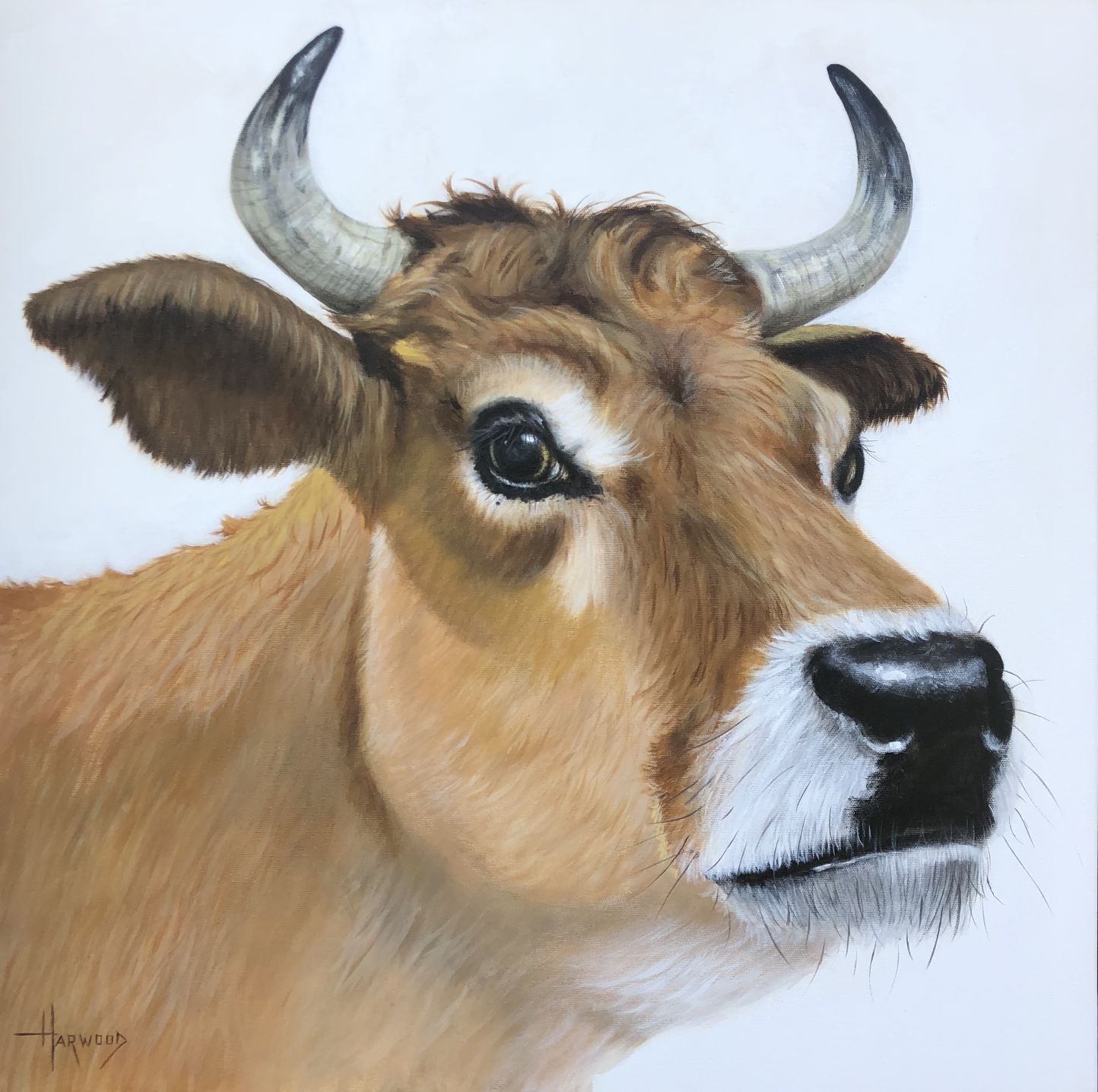 Cow Harwood